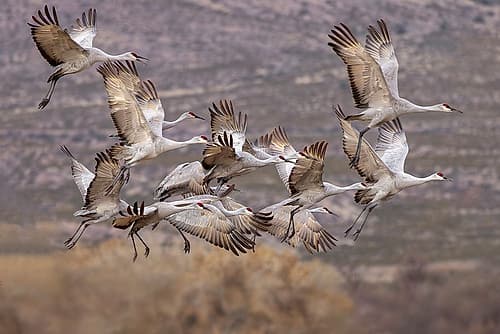 Sandhill cranes in flight formation. Bosque del Apache National Wildlife Refuge, New Mexico Art Print